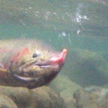 Northwest River Restoration team